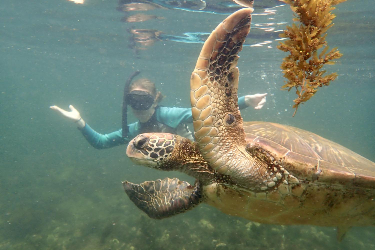 一名<a href='http://jfb6.ngskmc-eis.net'>bv伟德ios下载</a>学生在Galápagos群岛游学途中与一只巨龟游泳.